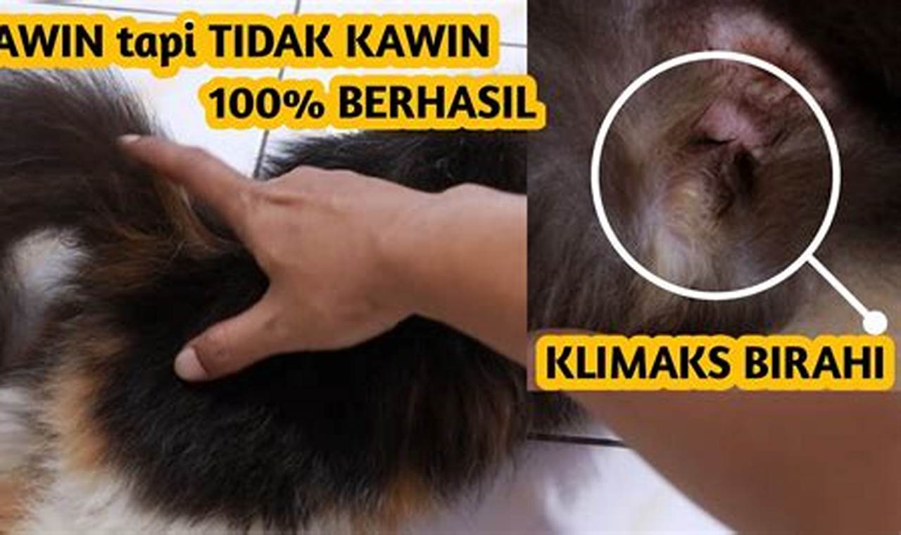 Cara Mengatasi Kucing Birahi Cara Mengatasi Kucing Birahi